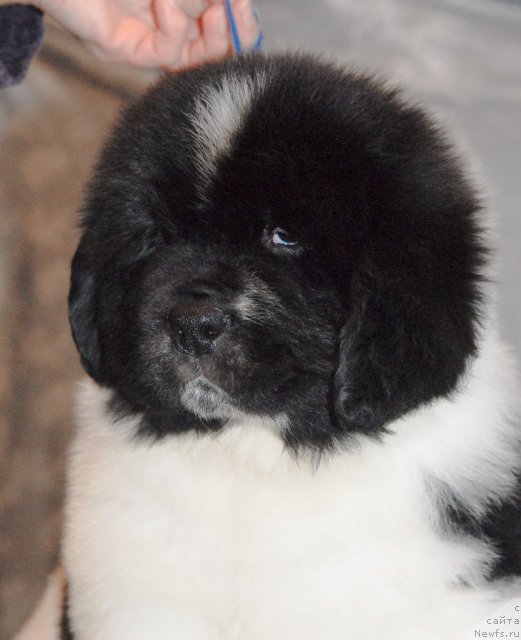 Фотография № 59986