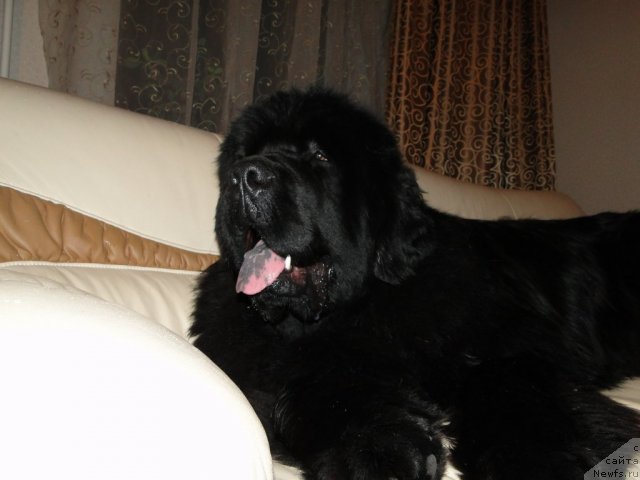 Фото: ньюфаундленд Baloven' Sud'byi (Баловень Судьбы)