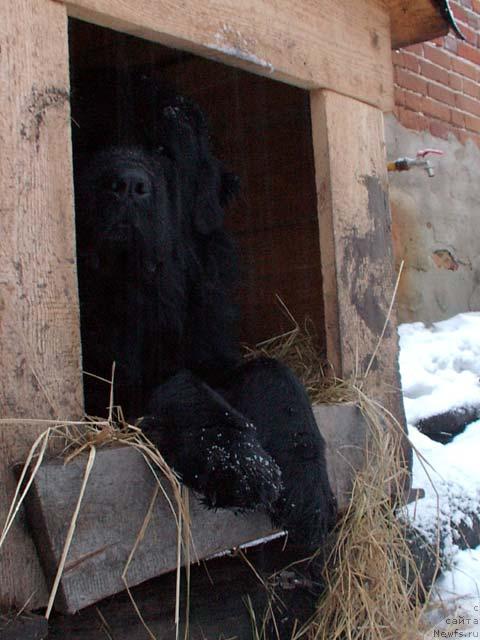 Фото: ньюфаундленд Velikiy Medved' Beguschiy po Volnam (Великий Медведь Бегущий по Волнам)