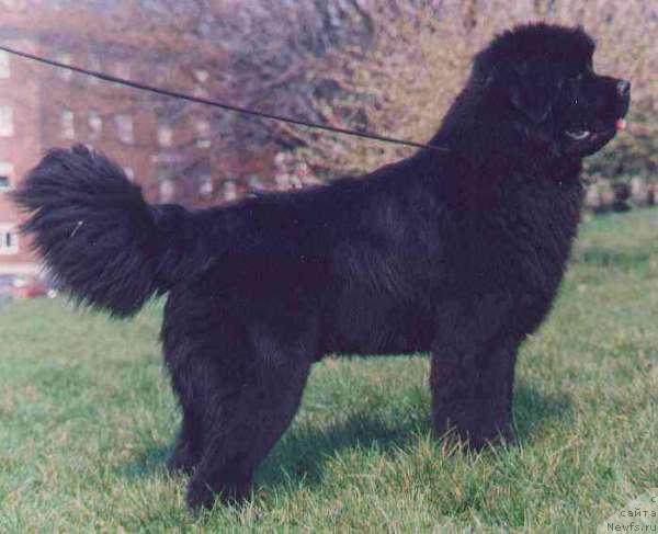 Фотография № 60