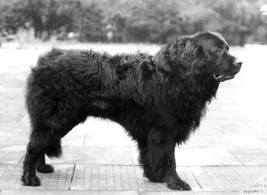 Фото: ньюфаундленд Djeyms (Джеймс)