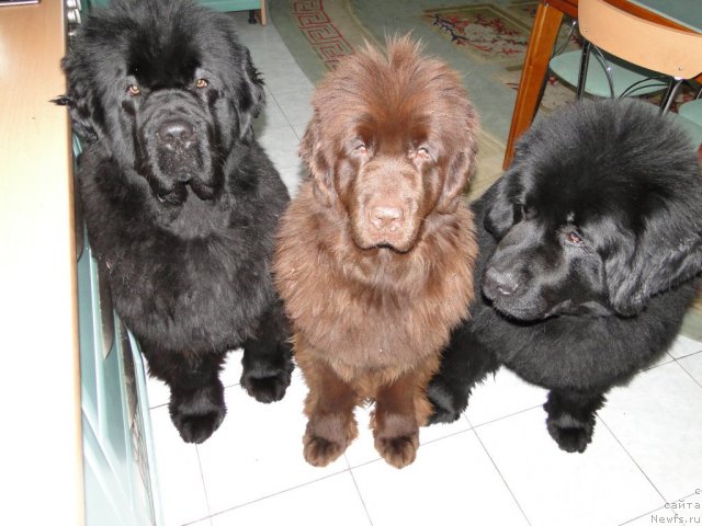 Фото: ньюфаундленд Baloven' Sud'byi (Баловень Судьбы), ньюфаундленд Barhatka Roskoshnaya (Бархатка Роскошная), ньюфаундленд N'yufort Lunnyiy Barhat (Ньюфорт Лунный Бархат)