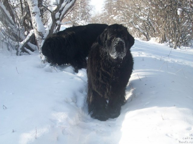 Фото: ньюфаундленд Yarada iz Sibirskoy Glubinki (Ярада из Сибирской Глубинки)