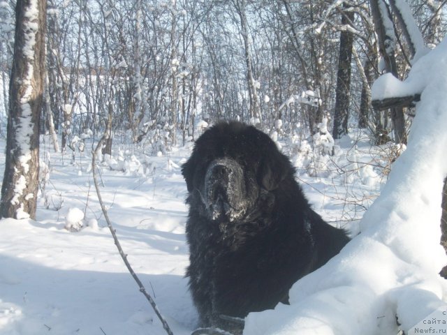 Фото: ньюфаундленд Karat iz Medvejyego Yara (Карат из Медвежьего Яра)