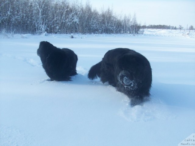 Фото: ньюфаундленд Karat iz Medvejyego Yara (Карат из Медвежьего Яра), ньюфаундленд Yarada iz Sibirskoy Glubinki (Ярада из Сибирской Глубинки)