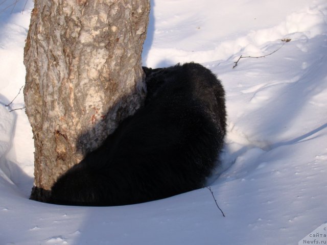 Фото: ньюфаундленд Sent Djons Tender Kiss of Elly (Сент Джонс Тендер Кисс оф Элли)