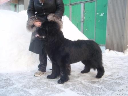 Фото: ньюфаундленд N'yufort Mlechnyiy Put' (Ньюфорт Млечный Путь)