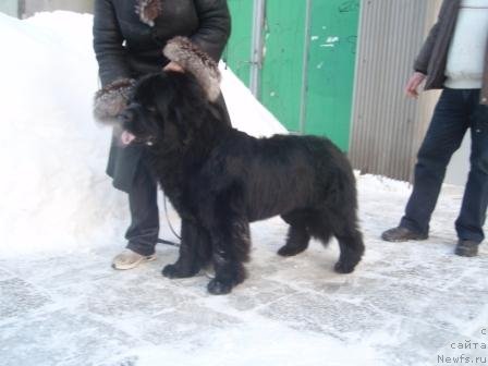 Фото: ньюфаундленд N'yufort Mlechnyiy Put' (Ньюфорт Млечный Путь)