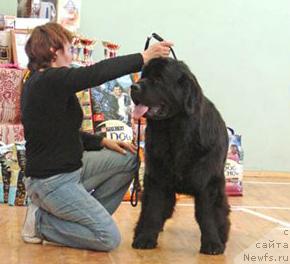 Фото: ньюфаундленд Shon O'Konnori Agent 007 (Шон О'Коннори Агент 007)