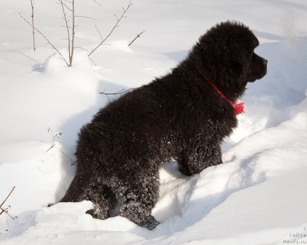 Фото: ньюфаундленд Osoba Statnaya iz Medvej'ego YAra (Особа Статная из Медвежьего Яра)