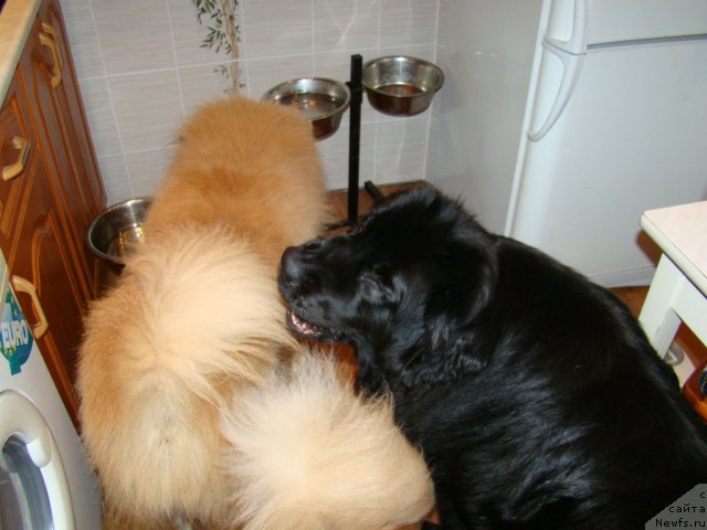 Фото: ньюфаундленд Sent Djons Tender Kiss of Elly (Сент Джонс Тендер Кисс оф Элли)