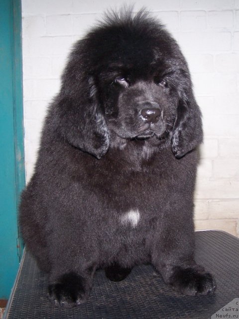 Фото: ньюфаундленд Akvatoriya Kelvin Plyey Styeyshn (Акватория Келвин Плэй Стэйшн)