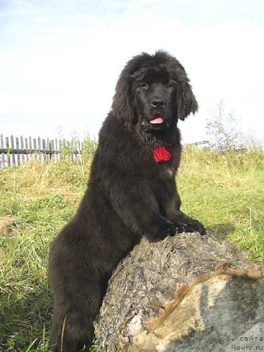 Фото: ньюфаундленд Arh B'yuti Oksi Svet (Арх Бьюти Окси Свет)