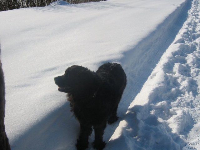 Фото: ньюфаундленд Pervaya Ledi (Первая Леди)