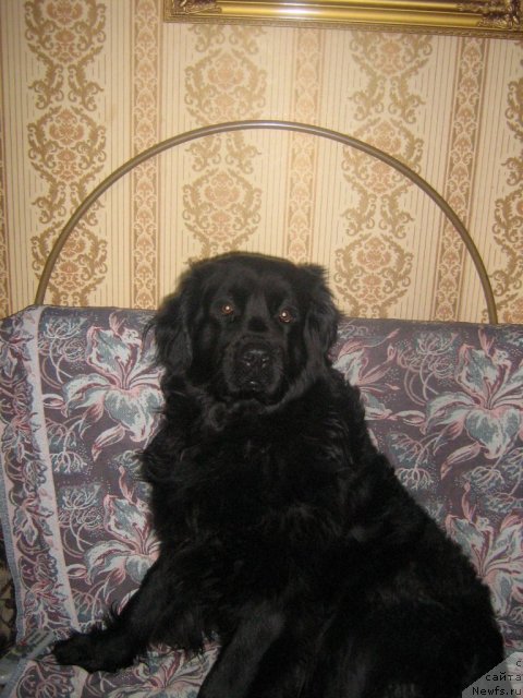 Фото: ньюфаундленд Pervaya Ledi (Первая Леди)