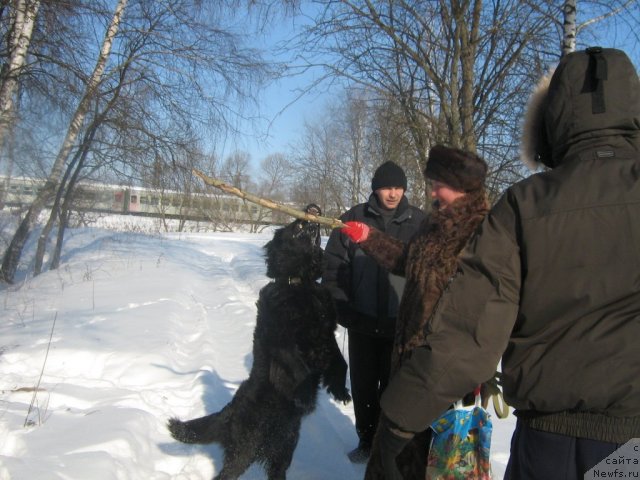 Фото: ньюфаундленд Pervaya Ledi (Первая Леди)