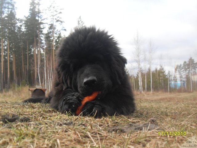 Фотография № 60068