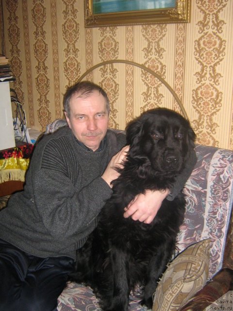 Фото: ньюфаундленд Pervaya Ledi (Первая Леди)