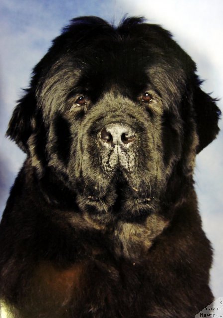 Фото: ньюфаундленд Smigar Nimfeya Neotrazimaya (Смигар Нимфея Неотразимая)