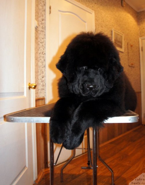 Фотография № 60077