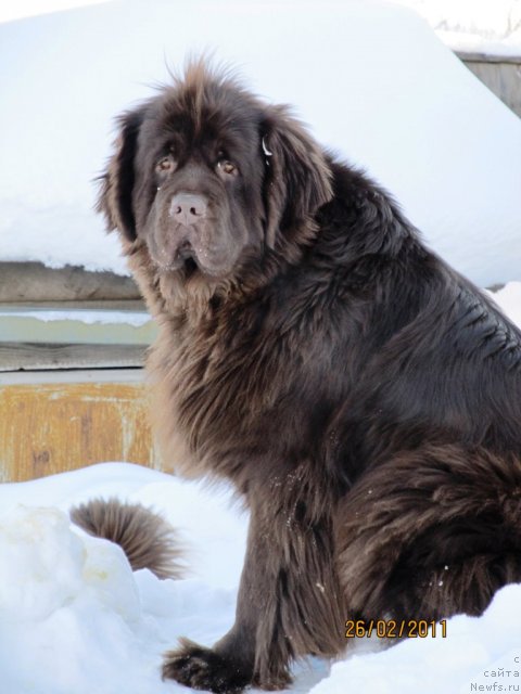 Фото: ньюфаундленд Koketka ot CHannel iz Medvej'ego YAra (Кокетка от Чаннел из Медвежьего Яра)