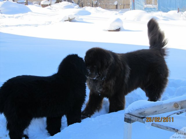 Фото: ньюфаундленд Ih Vyisochestvo Vladlena Madjiks (Их Высочество Владлена Маджикс), ньюфаундленд Komandor iz Medvej'ego YAra (Командор из Медвежьего Яра)