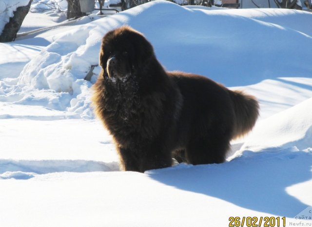 Фото: ньюфаундленд Komandor iz Medvej'ego YAra (Командор из Медвежьего Яра)