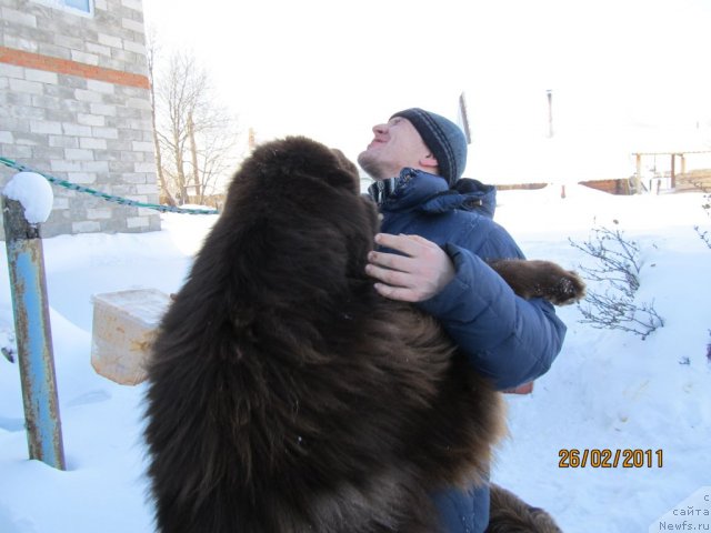 Фото: ньюфаундленд Komandor iz Medvej'ego YAra (Командор из Медвежьего Яра), Aleksey Nistratov (Алексей Нистратов)