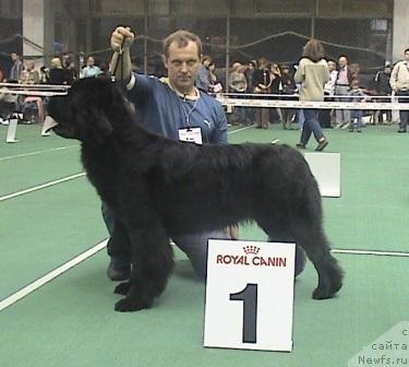 Фото: ньюфаундленд Plushevaya Panda Barhatnaya Roza (Плюшевая Панда Бархатная Роза)