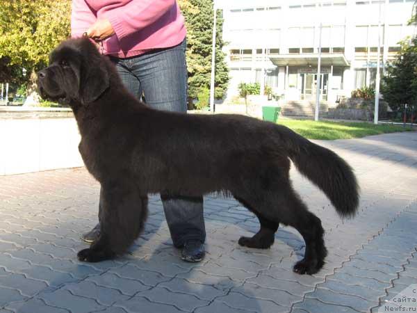 Фото: ньюфаундленд Vinces iz Medvejyego Yara Dlja Berega Dona (Винчес из Медвежьего Яра для Берега Дона)