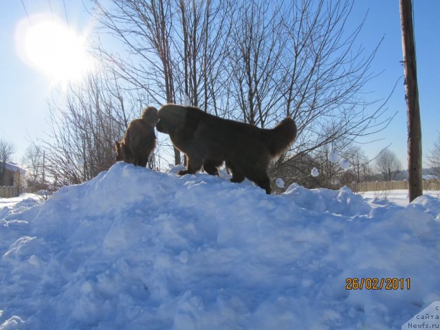 Фото: ньюфаундленд Komandor iz Medvej'ego YAra (Командор из Медвежьего Яра), Марго