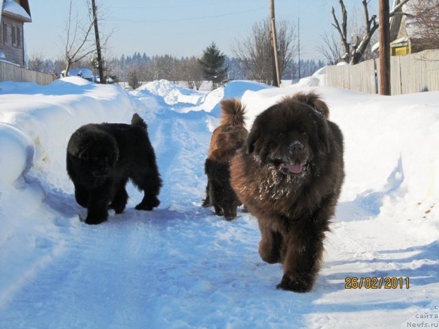 Фото: ньюфаундленд Ih Vyisochestvo Vladlena Madjiks (Их Высочество Владлена Маджикс), ньюфаундленд Komandor iz Medvej'ego YAra (Командор из Медвежьего Яра), Марго