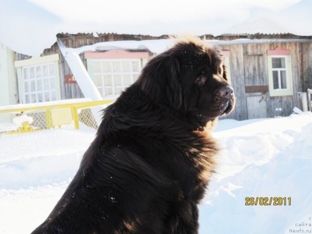 Фото: ньюфаундленд Koketka ot CHannel iz Medvej'ego YAra (Кокетка от Чаннел из Медвежьего Яра)