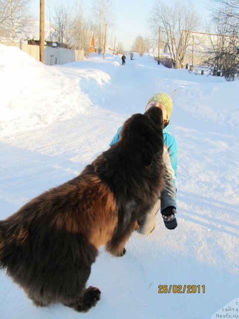 Фото: ньюфаундленд Komandor iz Medvej'ego YAra (Командор из Медвежьего Яра), Irina Nistratova (Ирина Нистратова)