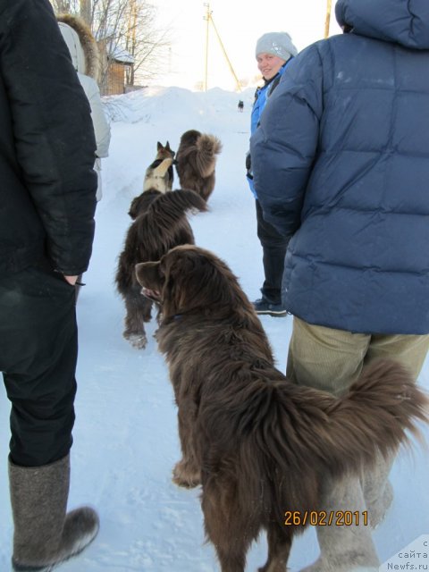 Фото: Даник, ньюфаундленд Koketka ot CHannel iz Medvej'ego YAra (Кокетка от Чаннел из Медвежьего Яра), ньюфаундленд Komandor iz Medvej'ego YAra (Командор из Медвежьего Яра), Natal'ya Gostyuhina (Наталья Гостюхина), Пегги