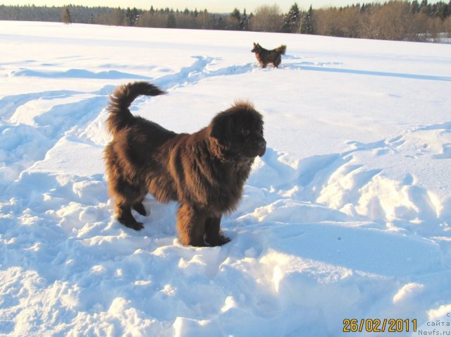 Фото: ньюфаундленд Koketka ot CHannel iz Medvej'ego YAra (Кокетка от Чаннел из Медвежьего Яра), Маргоша