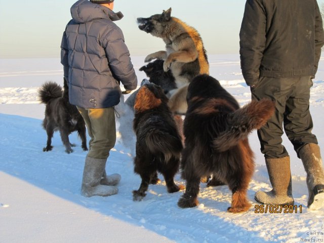 Фото: ньюфаундленд Komandor iz Medvej'ego YAra (Командор из Медвежьего Яра), ньюфаундленд Koketka ot CHannel iz Medvej'ego YAra (Кокетка от Чаннел из Медвежьего Яра), Марго, Даник, Пегги в полете