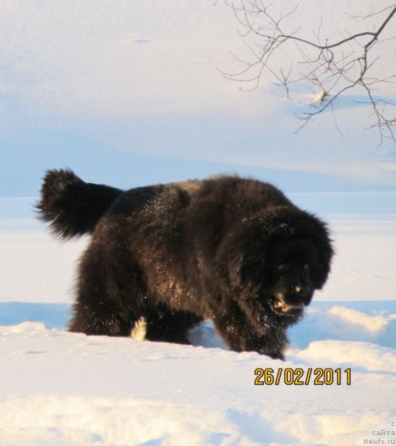 Фото: ньюфаундленд Ih Vyisochestvo Vladlena Madjiks (Их Высочество Владлена Маджикс)