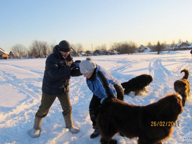 Фото: Aleksey Nistratov (Алексей Нистратов), Natal'ya Gostyuhina (Наталья Гостюхина), ньюфаундленд Koketka ot CHannel iz Medvej'ego YAra (Кокетка от Чаннел из Медвежьего Яра), ньюфаундленд Komandor iz Medvej'ego YAra (Командор из Медвежьего Яра), Данчик