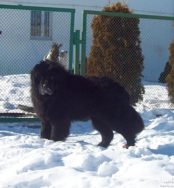Фото: ньюфаундленд Lejebok Lui-Filipp (Лежебок Луи-Филипп)