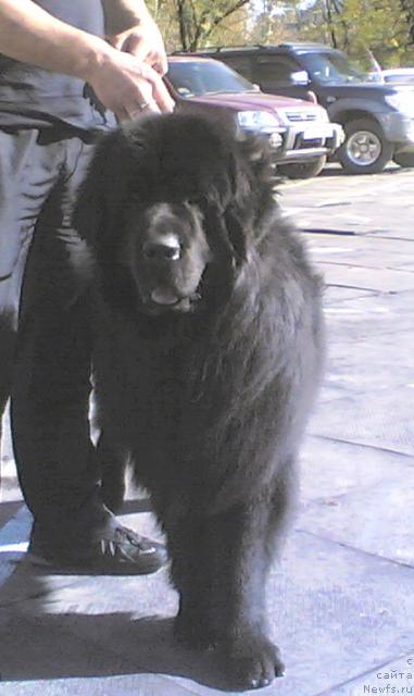 Фото: ньюфаундленд Super Premium Bumer (Супер Премиум Бумер)