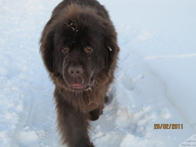 Фото: ньюфаундленд Koketka ot CHannel iz Medvej'ego YAra (Кокетка от Чаннел из Медвежьего Яра)