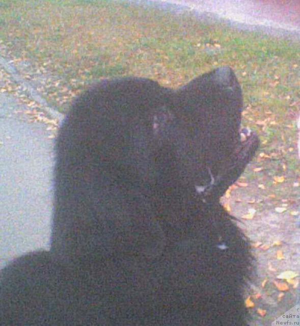 Фото: ньюфаундленд Super Premium Bumer (Супер Премиум Бумер)