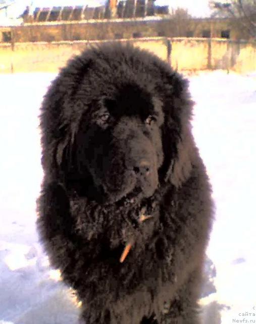 Фото: ньюфаундленд Super Premium Bumer (Супер Премиум Бумер), Viktor Povh (Виктор Повх)