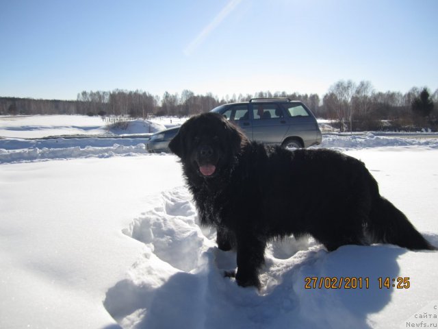 Фото: ньюфаундленд Aleks Dikson (Алекс Диксон)