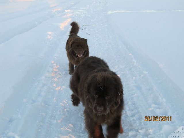 Фото: ньюфаундленд Koketka ot CHannel iz Medvej'ego YAra (Кокетка от Чаннел из Медвежьего Яра), Даник