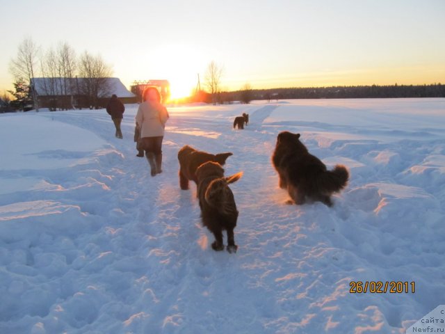 Фото: ньюфаундленд Ih Vyisochestvo Vladlena Madjiks (Их Высочество Владлена Маджикс), ньюфаундленд Komandor iz Medvej'ego YAra (Командор из Медвежьего Яра), ньюфаундленд Koketka ot CHannel iz Medvej'ego YAra (Кокетка от Чаннел из Медвежьего Яра), Маргоша, Даник, Aleksey Nistratov (Алексей Нистратов), Ekaterina Plotnikova (Екатерина Плотникова)