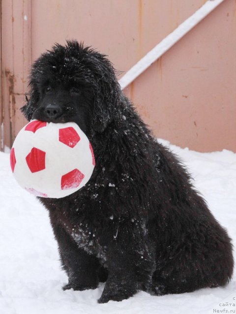 Фото: ньюфаундленд Slavjanka s Berega Dona (Славянка с Берега Дона)