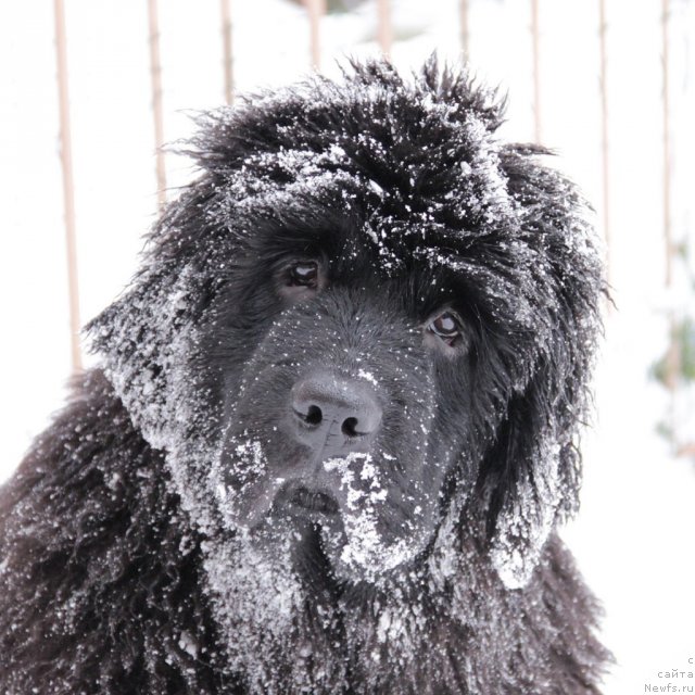 Фото: ньюфаундленд Slavjanka s Berega Dona (Славянка с Берега Дона)