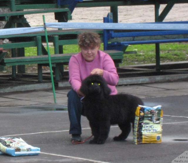 Фото: ньюфаундленд Kingova Doch s Berega Dona (Кингова Дочь с Берега Дона), Natal'ya Tatarinova (Наталья Татаринова)